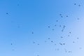 The birds is flying on blue sky, Sky background image Royalty Free Stock Photo