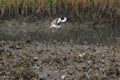 Birds flying in Charleston South Carolina over oyster bank with marsh background