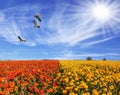 The birds flying in cirrus clouds Royalty Free Stock Photo