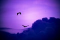 Birds Flying clouds edited Royalty Free Stock Photo
