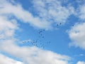 Birds flying in cloudy sky Royalty Free Stock Photo