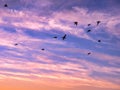 Birds flying in the cloudy sunset sky Royalty Free Stock Photo