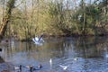 Birds flying and Ducks swimming on a lake Royalty Free Stock Photo