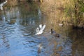 Birds flying and Ducks swimming on a lake Royalty Free Stock Photo