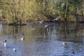 Birds flying and Ducks swimming on a lake Royalty Free Stock Photo