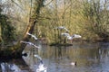 Birds flying and Ducks swimming on a lake Royalty Free Stock Photo