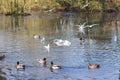 Birds flying and Ducks swimming on a lake Royalty Free Stock Photo