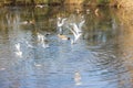 Birds flying and Ducks swimming on a lake Royalty Free Stock Photo