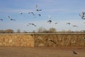 Birds flying far down the embankment Royalty Free Stock Photo