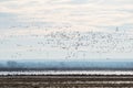 Birds flying in Ferto-Hansag National Park, Hungary