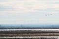 Birds flying in Ferto-Hansag National Park, Hungary