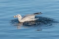 Birds flying floating lake reflection white grey seagull duck nature wildlife Royalty Free Stock Photo