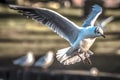 Birds flying floating lake reflection white grey black goose seagull swan nature wildlife park natural the Lough Cork Ireland Royalty Free Stock Photo