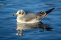 Birds flying floating lake reflection white grey black goose seagull swan nature wildlife park natural the Lough Cork Ireland