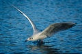 Birds flying floating lake reflection white grey black goose seagull swan nature wildlife park natural the Lough Cork Ireland Royalty Free Stock Photo