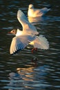 Birds flying floating lake reflection white grey black goose seagull swan nature wildlife park natural the Lough Cork Ireland Royalty Free Stock Photo