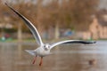 Birds flying floating lake reflection white grey black goose seagull swan nature wildlife park natural the Lough Cork Ireland Royalty Free Stock Photo