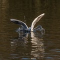 Birds flying floating lake reflection white grey seagull duck nature wildlife Royalty Free Stock Photo