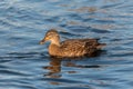 Birds flying floating lake reflection white grey seagull duck nature wildlife Royalty Free Stock Photo