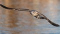 Birds flying floating lake reflection white grey seagull duck nature wildlife Royalty Free Stock Photo