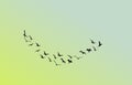 Birds flying in formation with warm tone