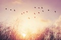 Birds flying and grass flower on sunset sky and cloud abstract background. Freedom and nature concept Royalty Free Stock Photo