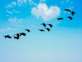 Birds Flying Through Heart Shaped Cloud In The Sky Royalty Free Stock Photo