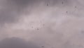 Birds flying through heavy rain clouds