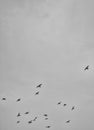 Birds Flying High In The Sky Royalty Free Stock Photo