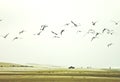 Birds flying in a light sky in the beach Royalty Free Stock Photo