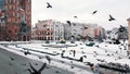 Birds flying in the Main Market Square Krakow Poland Closeup View - Winter Season Royalty Free Stock Photo