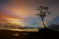 Birds flying on meadow autumn sunrise Royalty Free Stock Photo