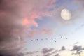 Birds Flying Moon Royalty Free Stock Photo