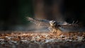 The birds are flying in nature near the ground