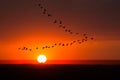 Birds Flying, Nature, Sunrise, Sunset