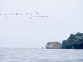 Birds flying near Damas Island