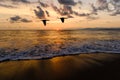 Birds Flying Ocean Sunset Silhouettes Royalty Free Stock Photo