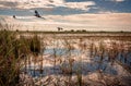 Birds flying over the everglades in early morning Royalty Free Stock Photo