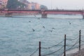 Birds flying over the ganga river in haridwar india, birds over ganga river, birds flying over river