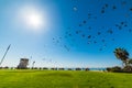 Birds flying over Laguna beach