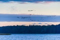 Birds flying over a lake at evening time, beautiful landscape at summer time season Royalty Free Stock Photo