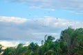 Birds flying over palm trees by the beach Royalty Free Stock Photo