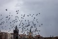 Birds flying over Prague