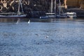 Birds Flying over River Nile/ beautiful view for Aswan Egypt and Nubian Egyptian culture. sailing boat sailing in the River Nile a Royalty Free Stock Photo