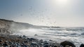 Birds Flying Over Rocky Beach With Waves and Bright Sunlight Royalty Free Stock Photo