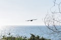 Birds flying over the sea