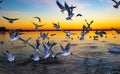 Birds flying over the sea on sunrise Varna Bulgaria Royalty Free Stock Photo