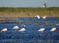 Birds Flying Over Sleeping Flamingos In A Lake In The Camargue France