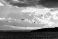 Birds flying over Trasimeno lake Royalty Free Stock Photo