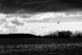 Birds flying over Trasimeno lake Royalty Free Stock Photo